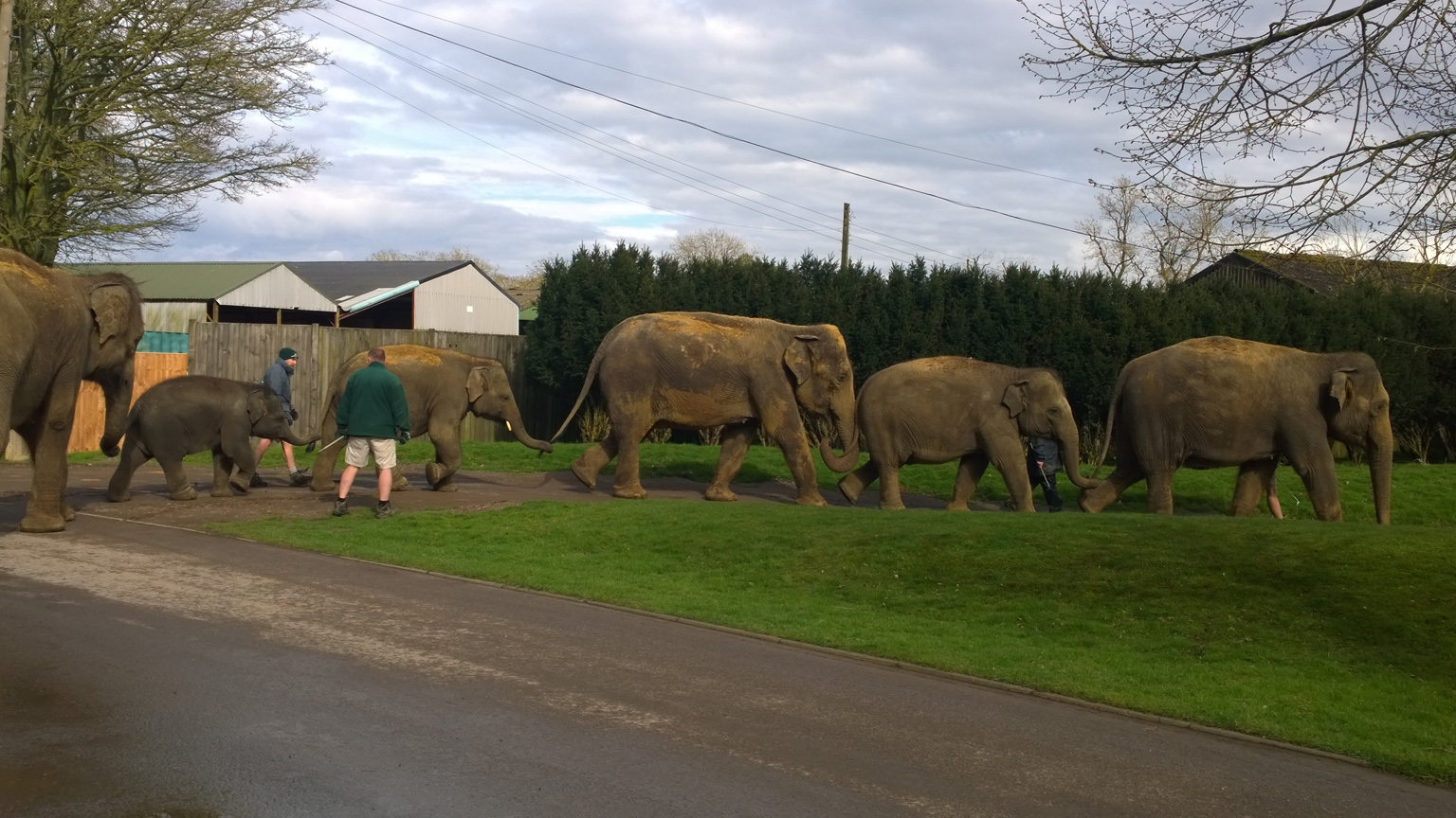 Never seen a bunch of elephants taken for a walk through the zoo before!
